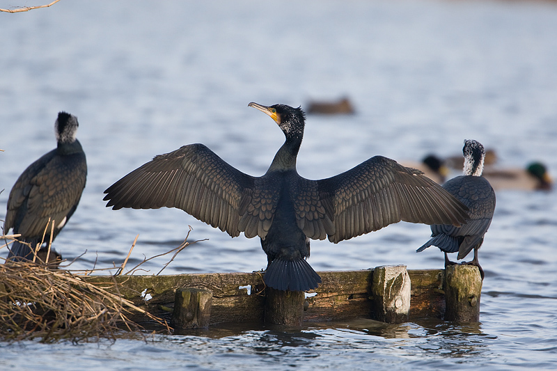 Phalacrocorax carbo Aalscholver Great Cormorant